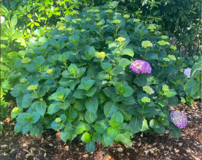 Zaragoza Landscape Management